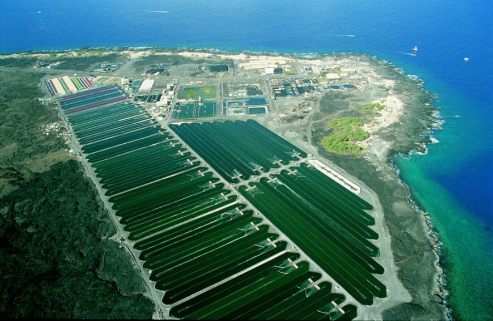 Pestovanie havajskej spiruliny