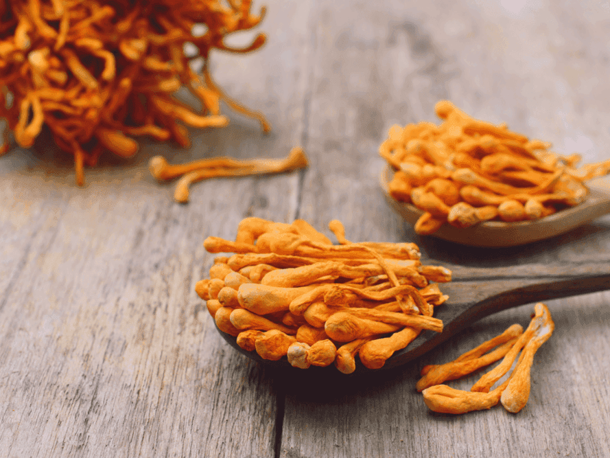 huba-cordyceps