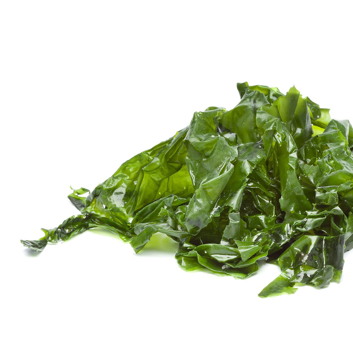 Zelená riasa Ulva lactuca