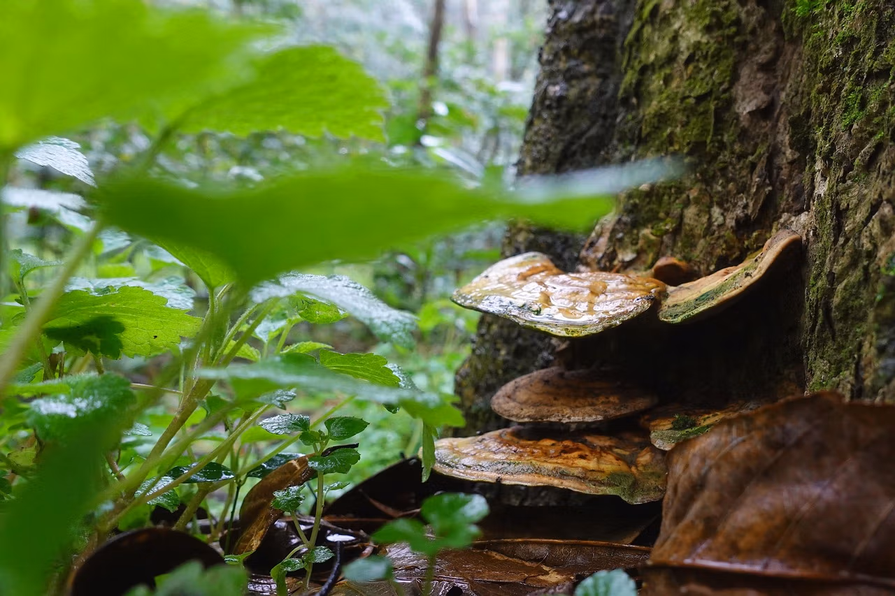 Reishi. Vitální houba s překvapivou silou