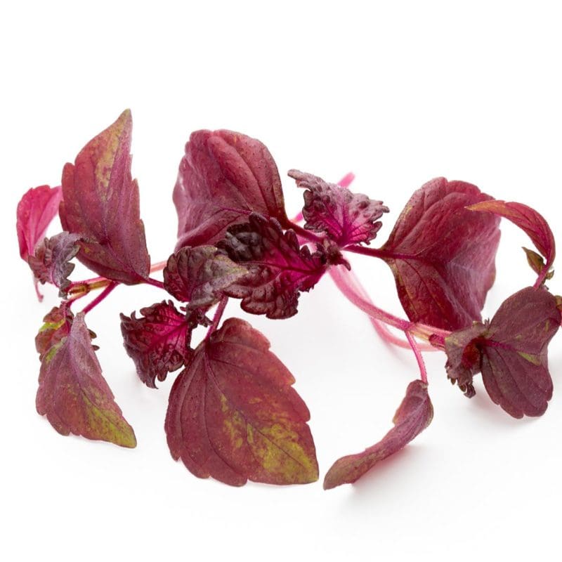 Perilla